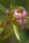 Sickletop Lousewort blossoms detail