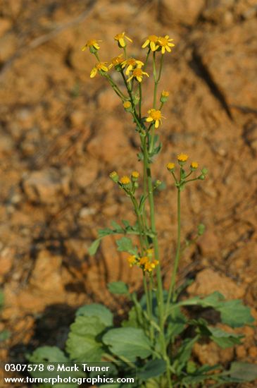 Packera streptanthifolia