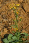 Rocky Mountain Butterweed