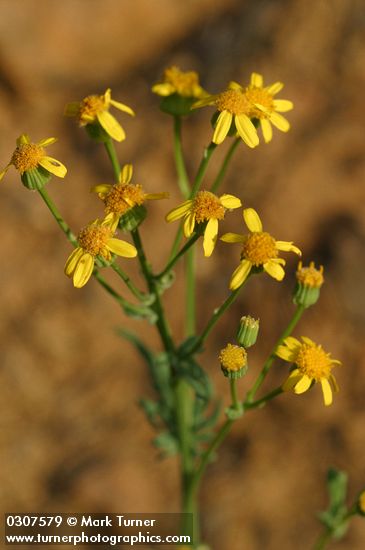 Packera streptanthifolia