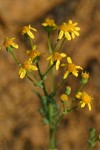 Rocky Mountain Butterweed blossoms detail