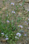 Leafy Aster