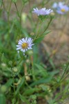 Leafy Aster blossoms