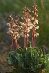 White-veined Pyrola, backlit