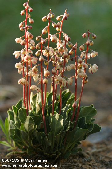 Pyrola picta