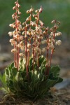 White-veined Pyrola, backlit