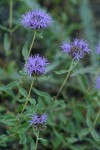 Coyote Mint blossoms & foliage detail