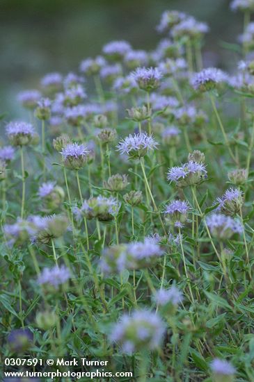 Monardella odoratissima