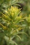 Sticky Paintbrush bracts & blossoms detail