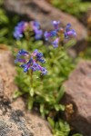 Pincushion Beardtongue