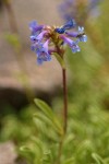 Pincushion Beardtongue blossoms