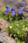 Pincushion Beardtongue