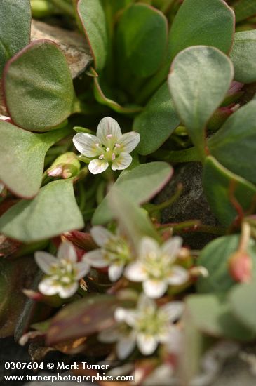 Claytonia megarhiza var. bellidifolia