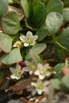 Alpine Spring Beauty