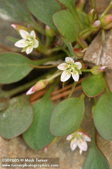 Claytonia megarhiza var. bellidifolia