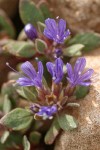 Alpine Collomia blossoms detail
