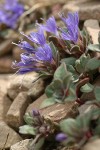 Alpine Collomia