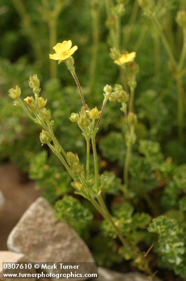 Potentilla brevifolia