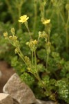 Shortleaf Cinquefoil