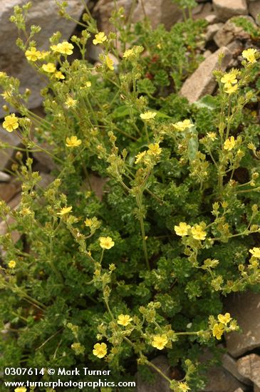 Potentilla brevifolia