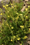 Shortleaf Cinquefoil