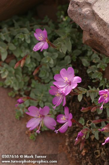 Epilobium obcordatum