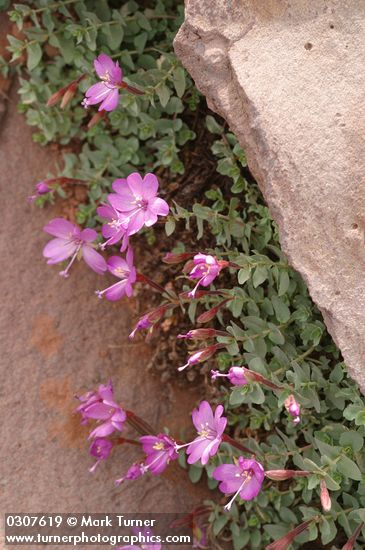 Epilobium obcordatum