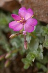 Rock Fringe blossom detail