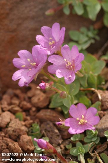 Epilobium obcordatum