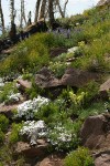 Natural rock garden w/ Hood's Phlox, Sticky Paintbrush, Lupines
