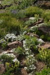 Natural rock garden w/ Hood's Phlox, Sticky Paintbrush, Lupines