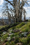 Natural rock garden under burned tree trunks w/ Hood's Phlox, Sticky Paintbrush, Lupines