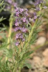 Silky Phacelia