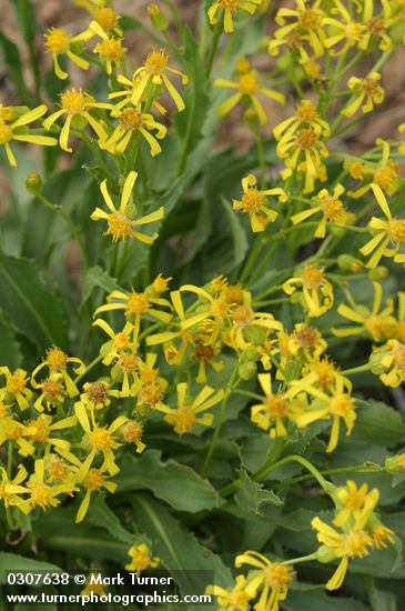 Senecio crassulus
