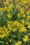 Thick-leaved Groundsel