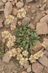 Pussypaws (white form)