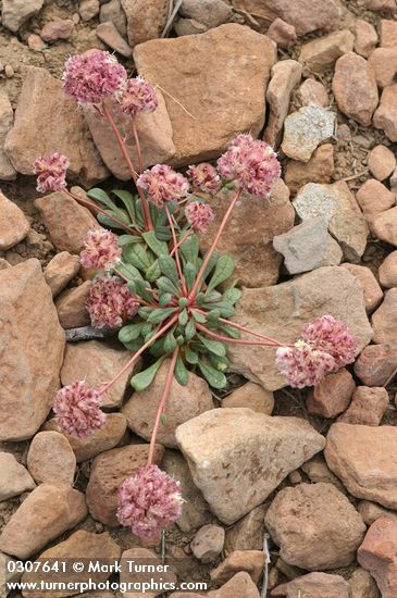 Cistanthe umbellata (Spraguea umbellata)