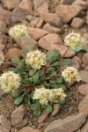 Pussypaws (white form)