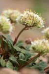 Pussypaws (white form)