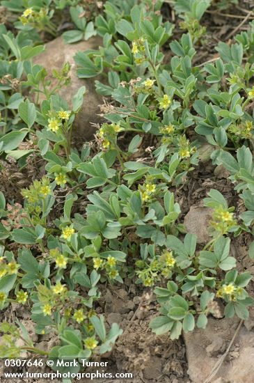 Sibbaldia procumbens