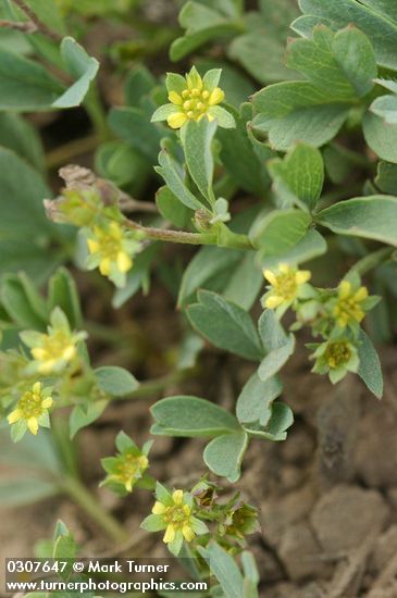 Sibbaldia procumbens