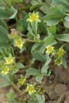 Creeping Sibbaldia blossoms & foliage detail