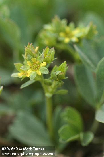 Sibbaldia procumbens