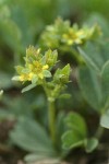 Creeping Sibbaldia blossom detail