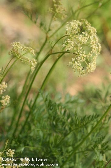 Ligusticum grayi