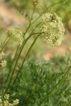 Gray's Licorice-root