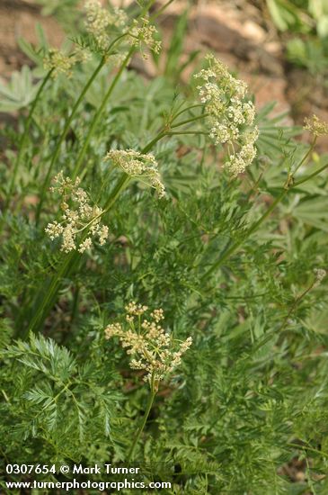 Ligusticum grayi