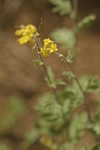 Mountain Tansy Mustard blossoms