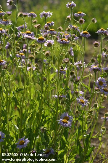 Erigeron peregrinus ssp. callianthemus