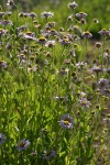 Subalpine Daisies, backlit